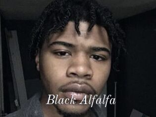 Black_Alfalfa