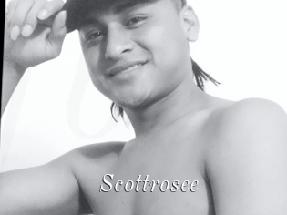 Scottrosee